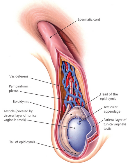 Swollen Testicle What are its Causes Symptoms Treatment